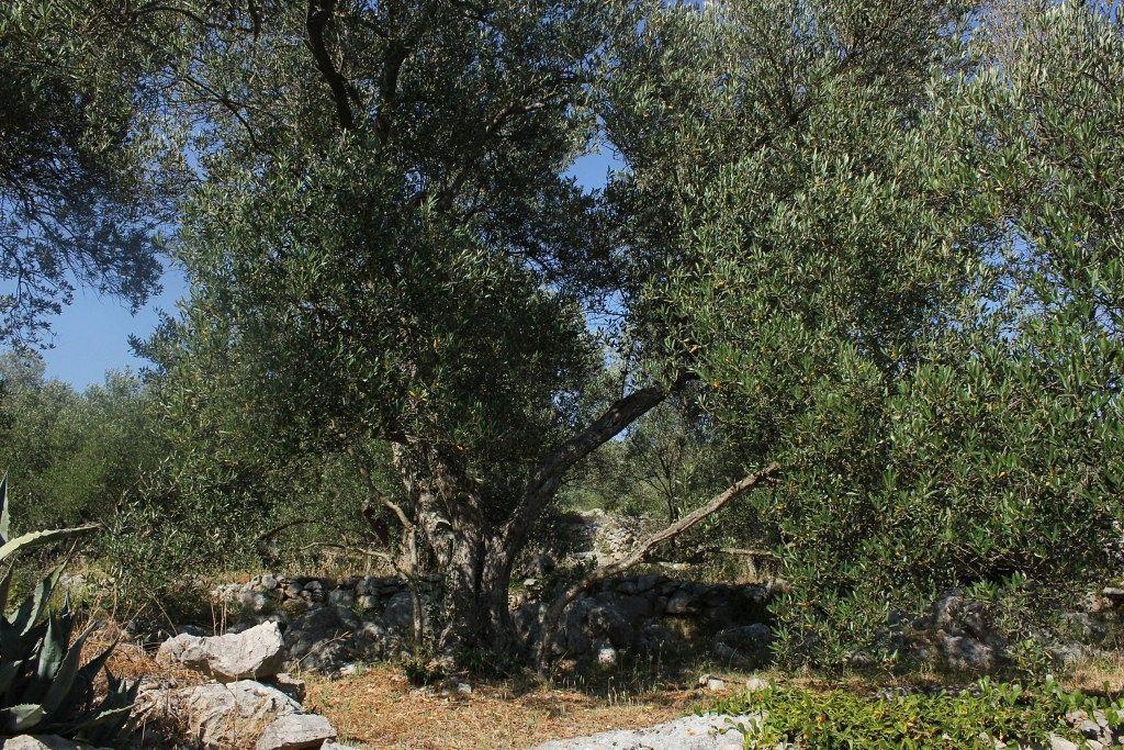 Secluded Fisherman'S Cottage Cove Magrovica - Telascica, Dugi Otok - 8142 Sali Exteriér fotografie